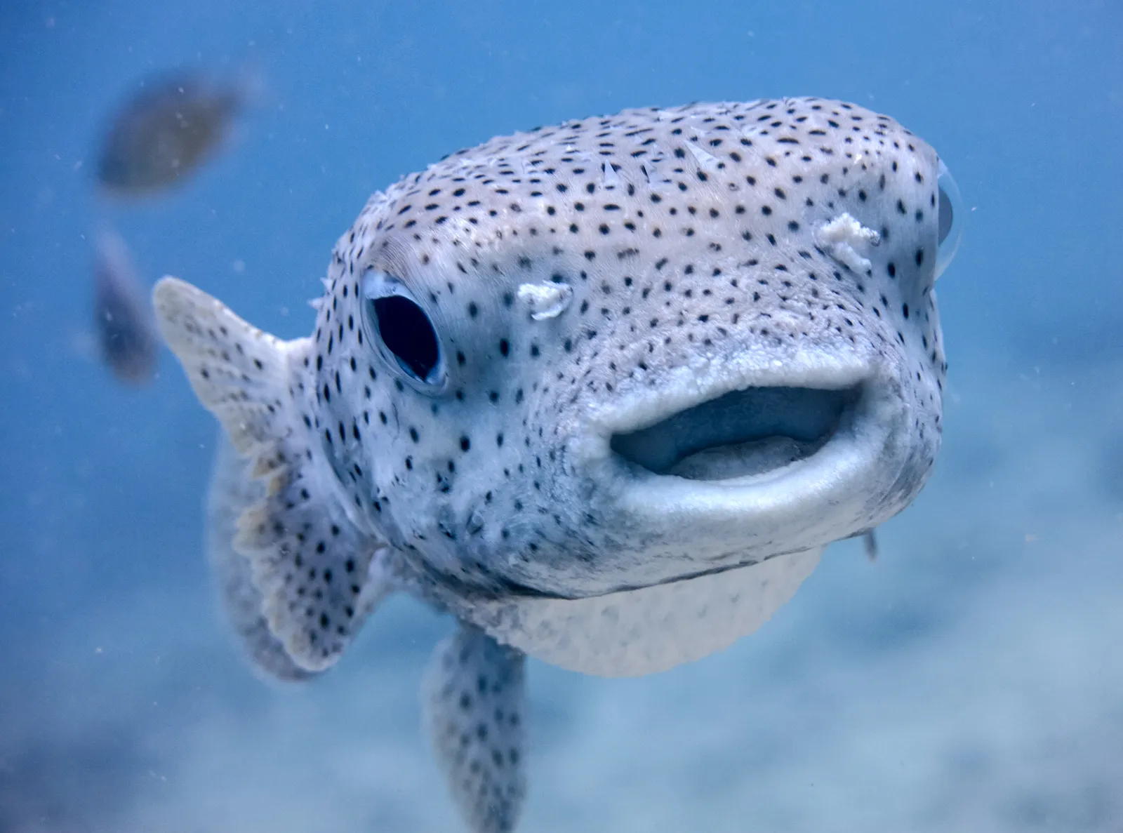 A fish