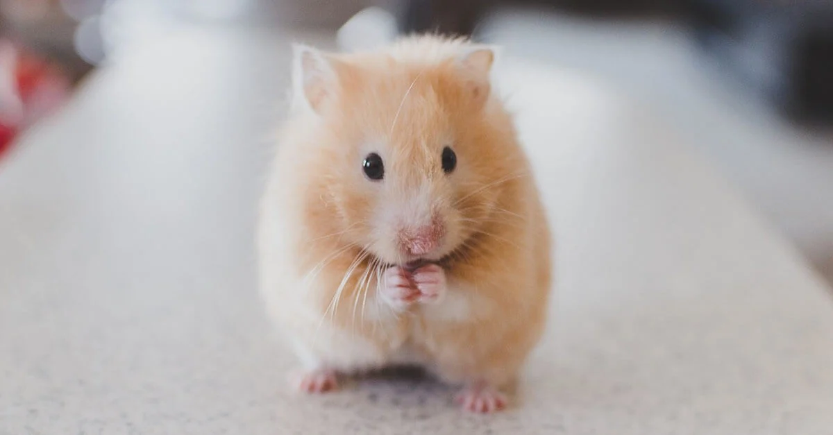 A hamster