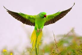 A parrot
