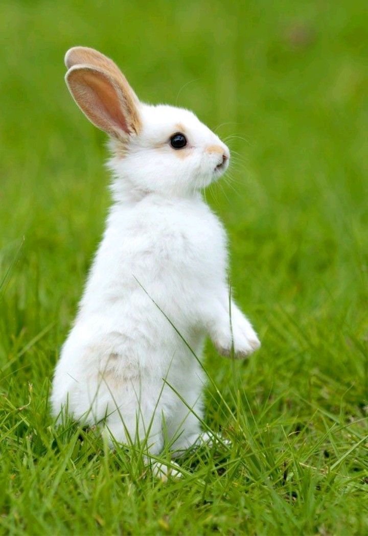 A rabbit